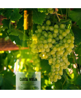 Carta Vieja - Chardonnay
